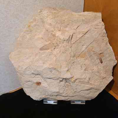 Leaf Fossil
