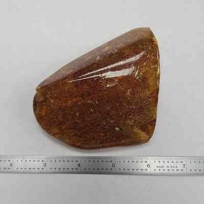 Amber with Insects