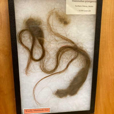 Mammoth Hair