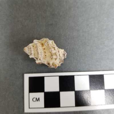 Seashell
