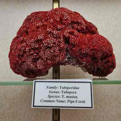 Pipe Coral