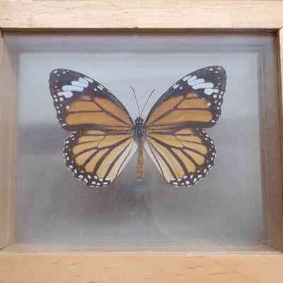Common Tiger Butterfly