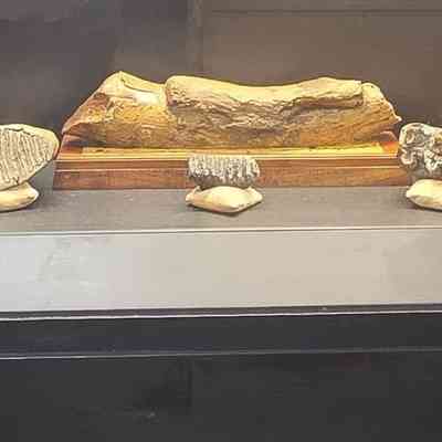 Mammut (Mastodon) Tusk