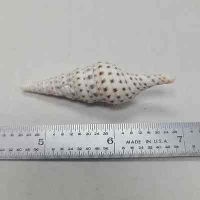 Turris Shell