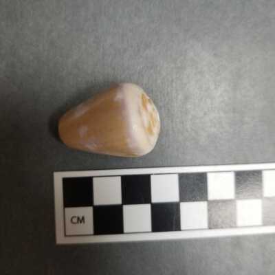 Seashell