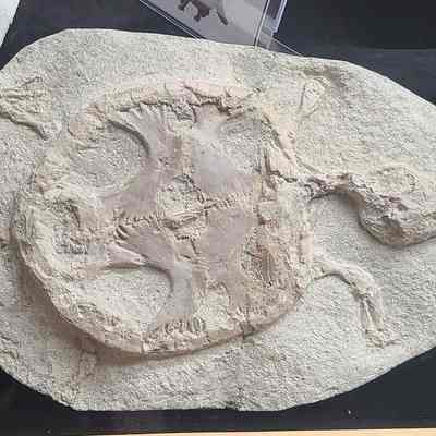 Chisternon (Turtle) Plate