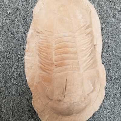 Trilobite Cast