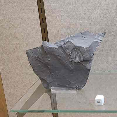 Trilobite in Shale