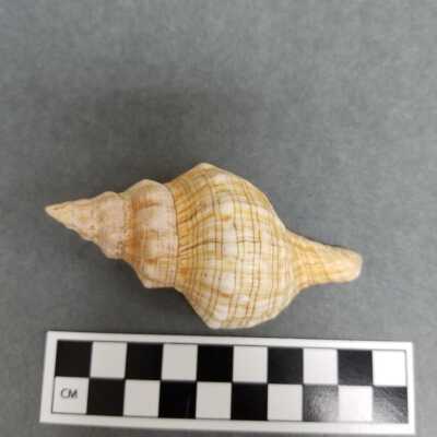 Seashell