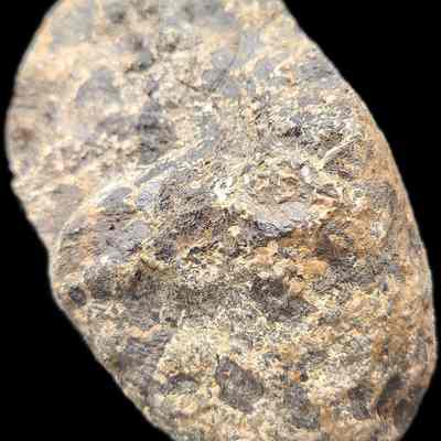 Gabbro with Augite (Norite)