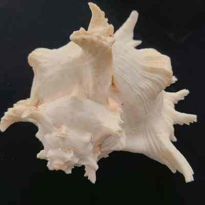 Branched Murex
