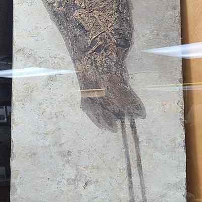Confuciusornis Plate