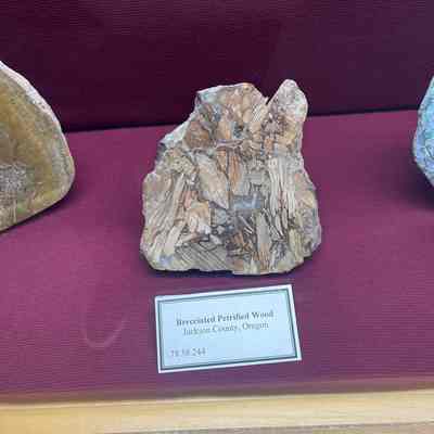 Petrified Wood