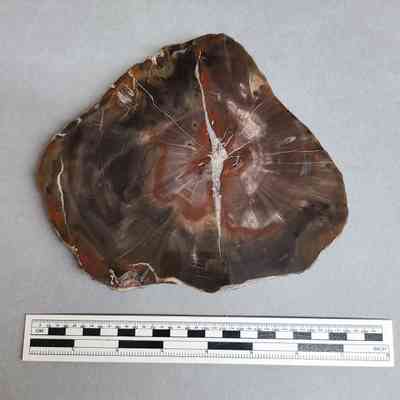 Petrified Wood