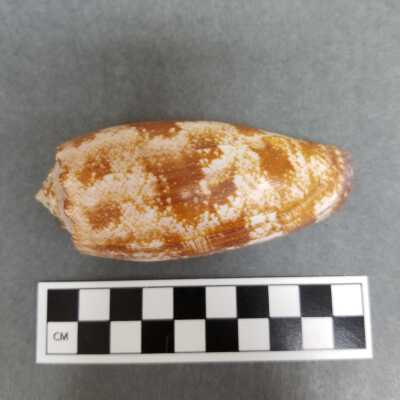 Seashell