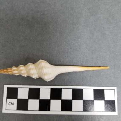 Seashell