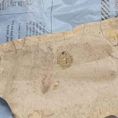 Libelium (Dragonfly) Plate