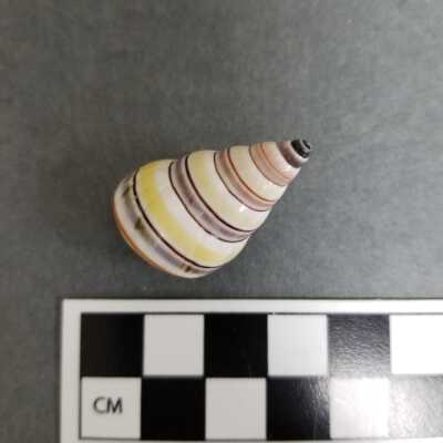 Seashell