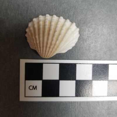 Seashell