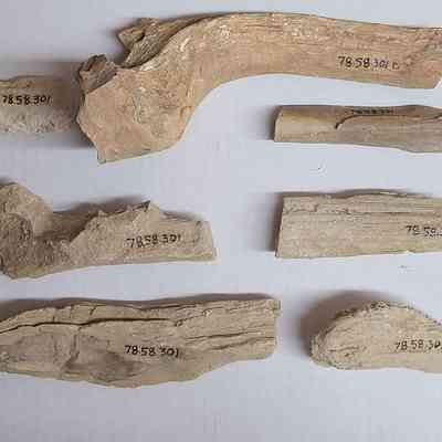 Full collection of accession '301' including object C pictured top row right