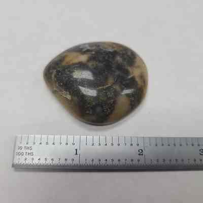 Fossil Mussel