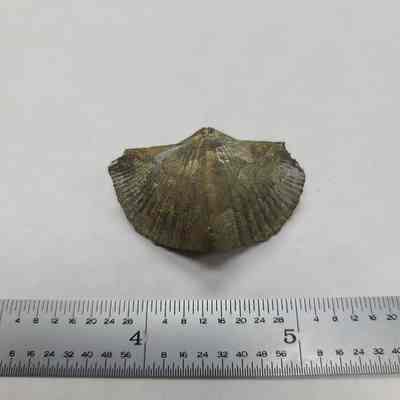 Pyritized Brachipod
