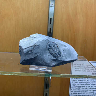 Trilobite