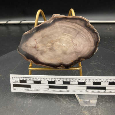 Petrified Wood