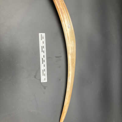 Walrus tusk
