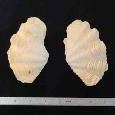 Wedge Clam