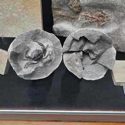 Fossil Crab in Concretion
