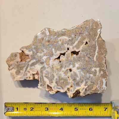 Petrified Wood