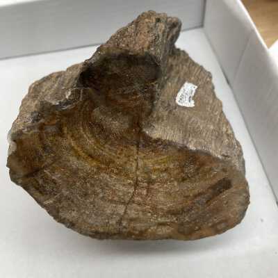 Petrified Wood