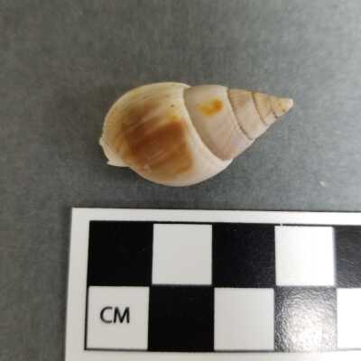 Seashell