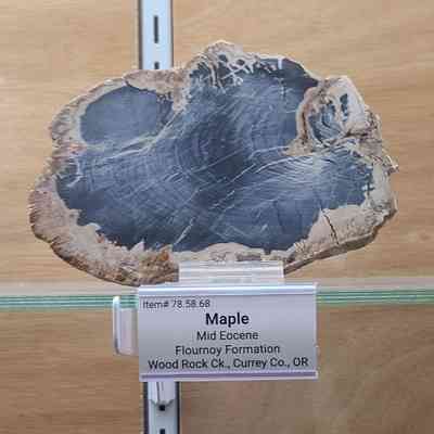 Maple