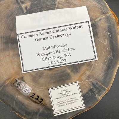 Back of object