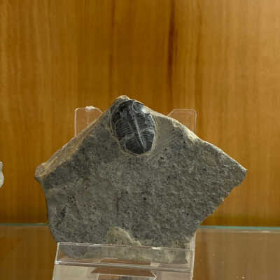 Trilobite