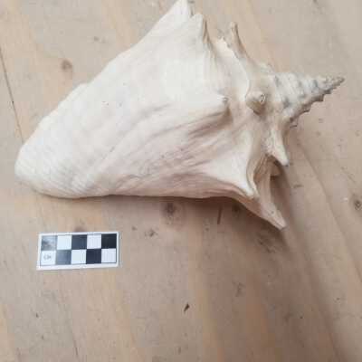 Seashell
