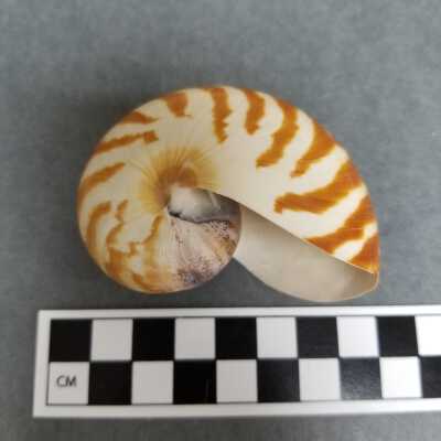 Seashell