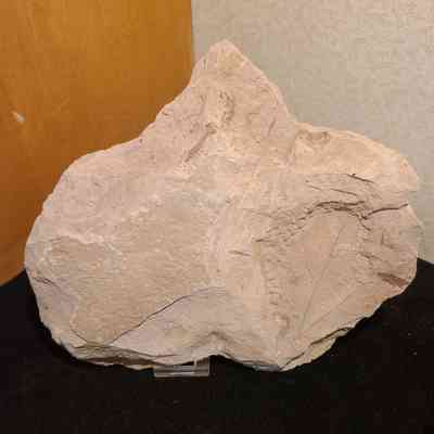 Leaf Fossil