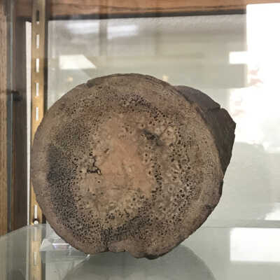 Bone