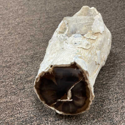 Trochodendron