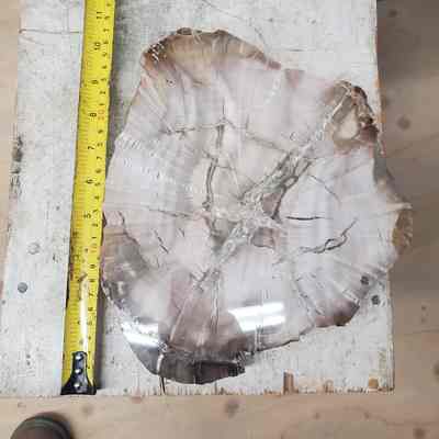 Woodworthia