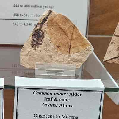 Alder Leaf & Cone