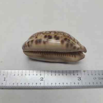Cowry Shell