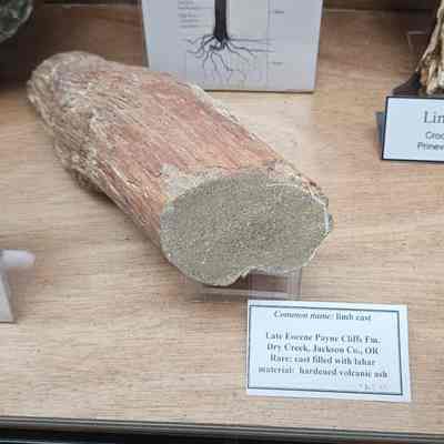 Limb Cast Filled with Volcanic Ash