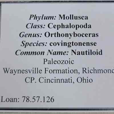 Nautiloid