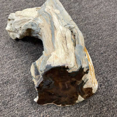 Root of a hard wood tree