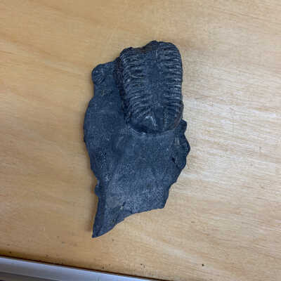 Trilobite