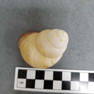 Seashell